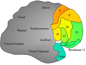 Benefits of Brain Mapping Benefits of Brain Mapping