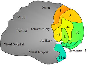 Benefits of Brain Mapping